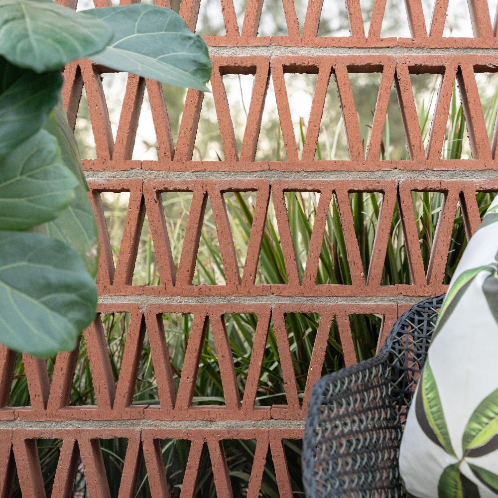 Celosia Web